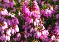 How to grow Ericas