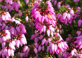 How to grow Ericas