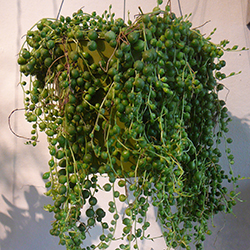 acalypha hispida plant