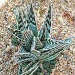 aloe variegata cactus
