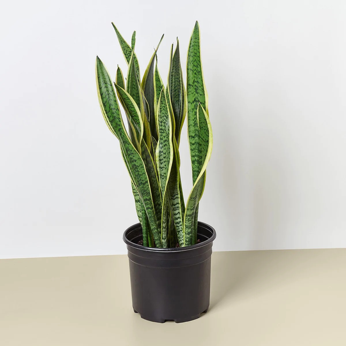 snake plant