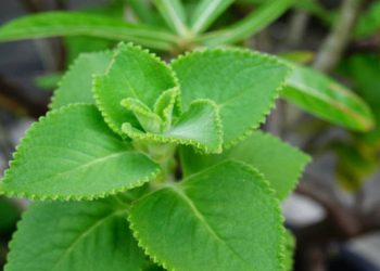 All purpose herb