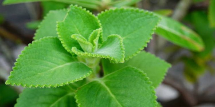 All purpose herb