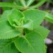 All purpose herb