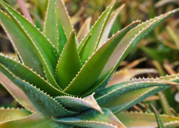 Aloe Vera