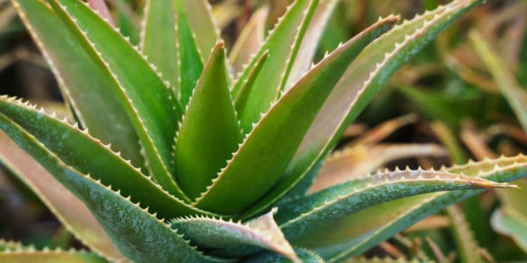 Aloe Vera