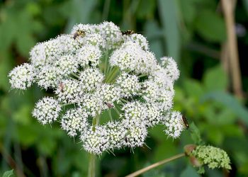 Angelica