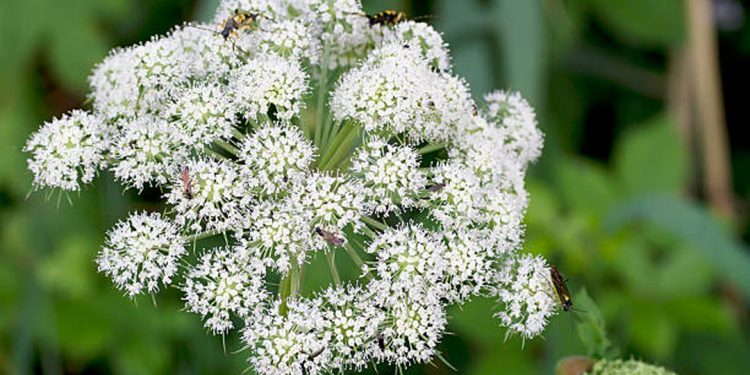 Angelica