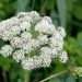 Angelica