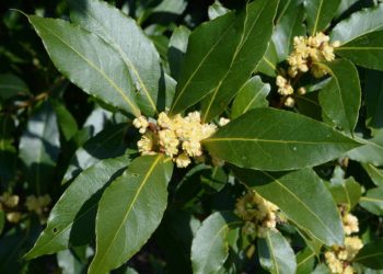 Bay tree