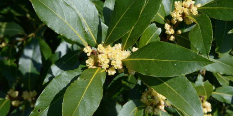 Bay tree