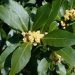 Bay tree