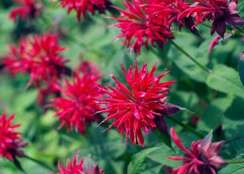 Bergamot