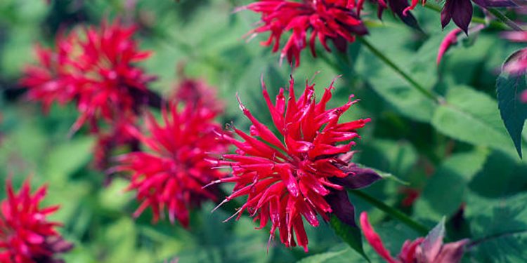Bergamot