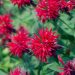 Bergamot