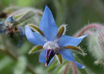 Borage