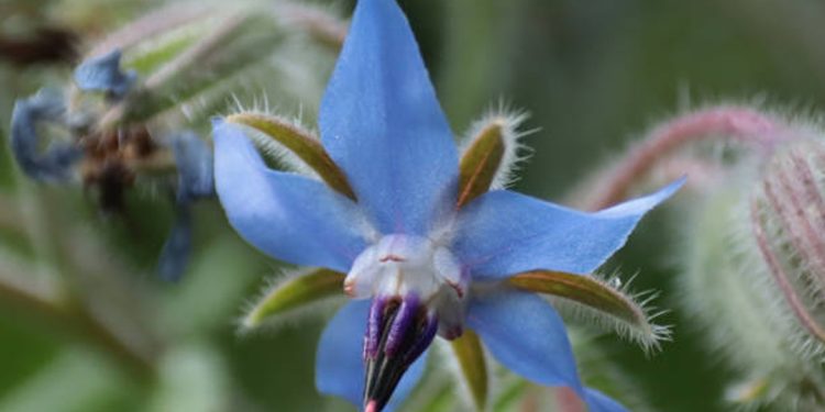 Borage