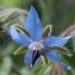 Borage