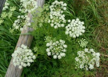 Caraway