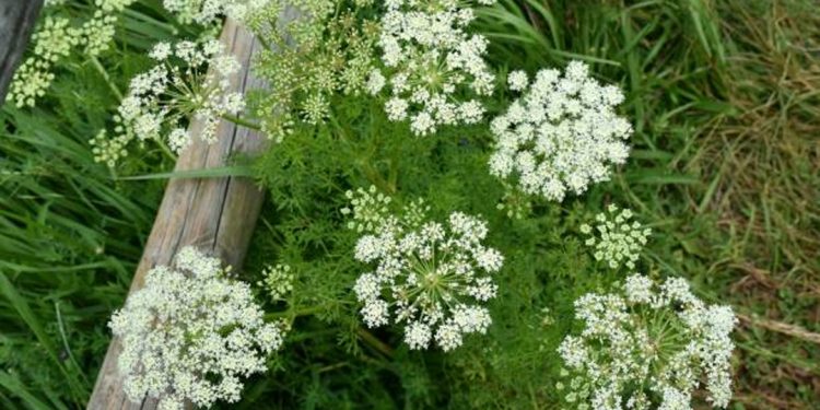 Caraway