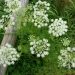 Caraway