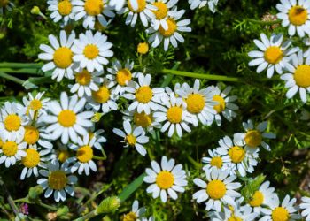 Chamomile