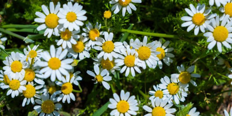 Chamomile