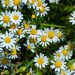 Chamomile