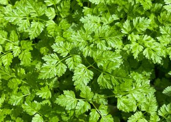 Chervil