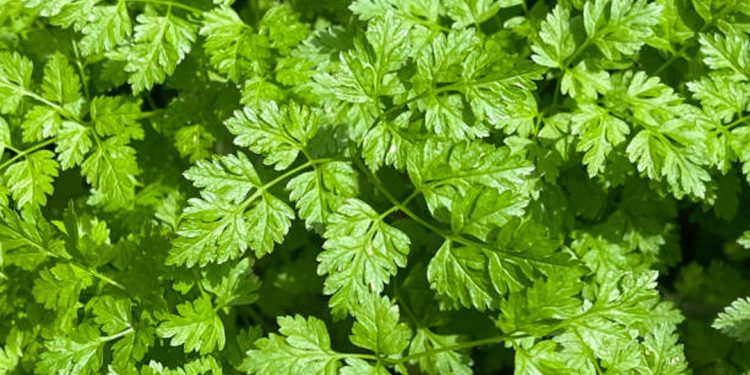 Chervil