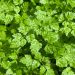 Chervil