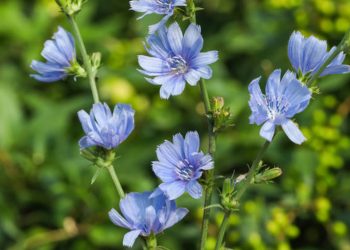 Chicory