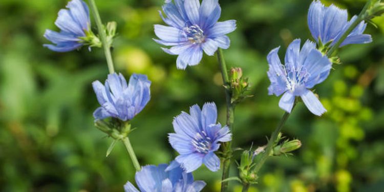 Chicory