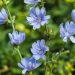 Chicory