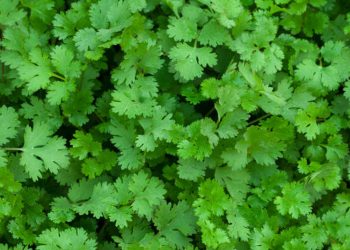 Coriander (cilantro)