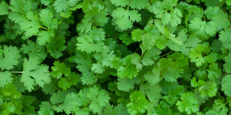 Coriander (cilantro)