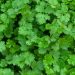 Coriander (cilantro)