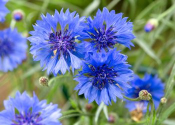 Cornflower