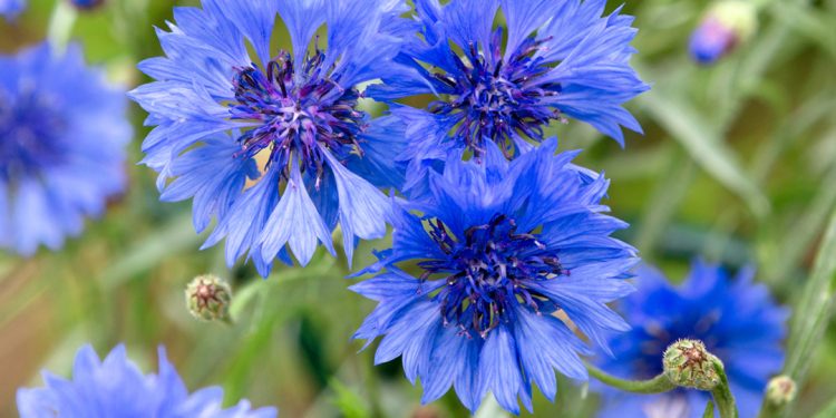 Cornflower