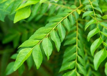 Curry tree