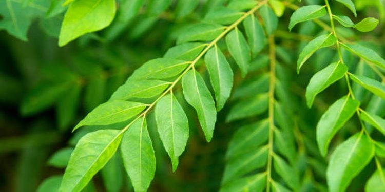 Curry tree