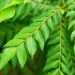 Curry tree