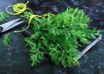 Dill