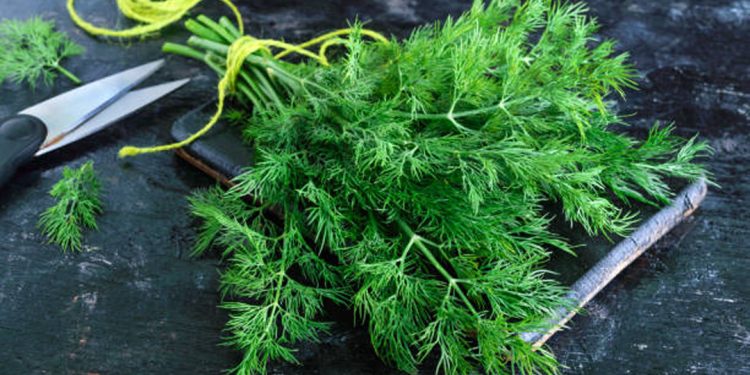 Dill