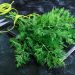 Dill