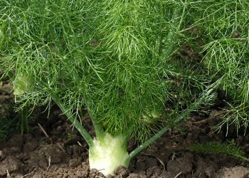 Florence fennel