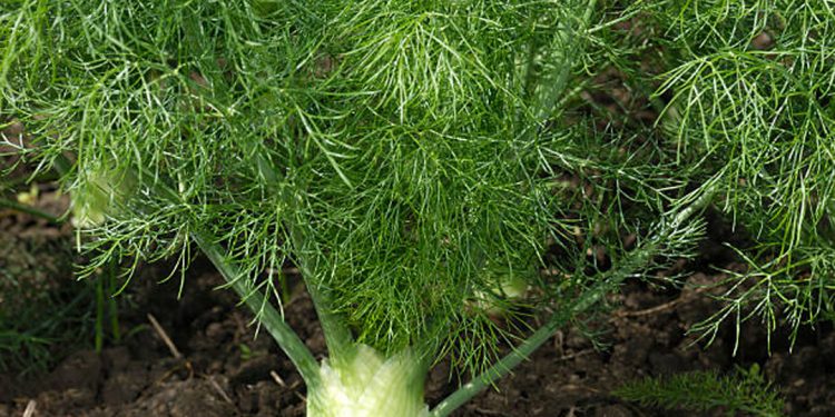 Florence fennel