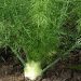Florence fennel