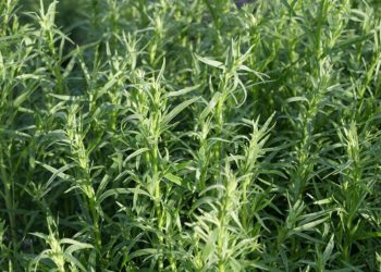 French tarragon