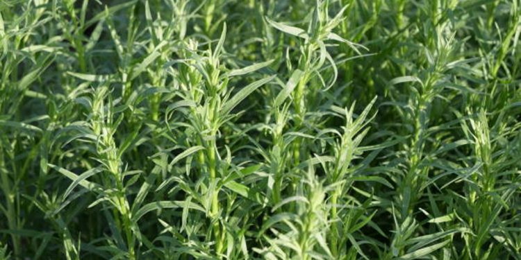 French tarragon